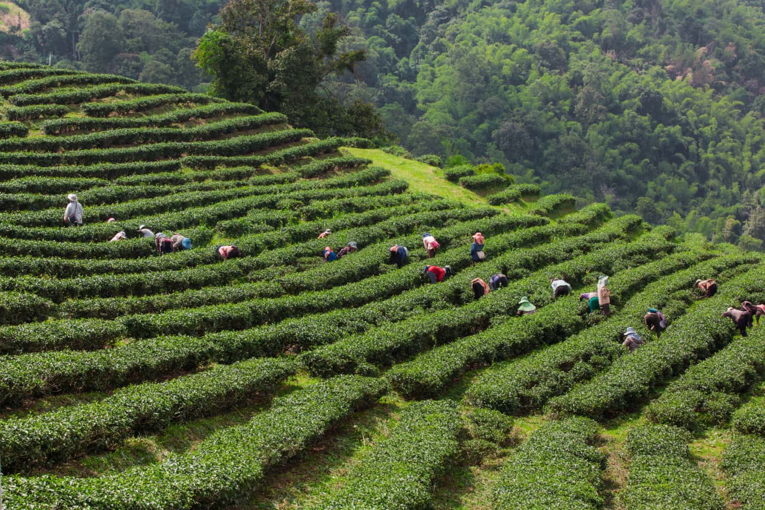 Experience the Tea culture in Sapa in Discovery Southeast Tours