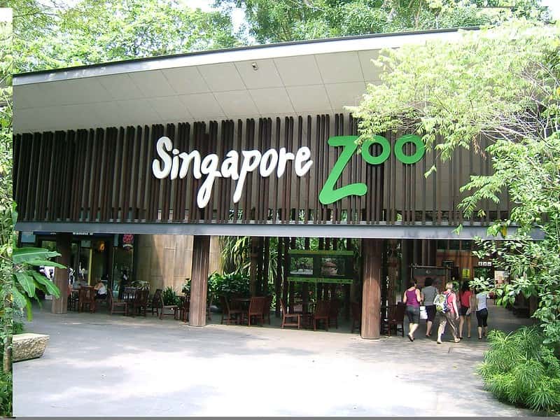 Spend The Day At The Singapore Zoo in Singapore Malaysia