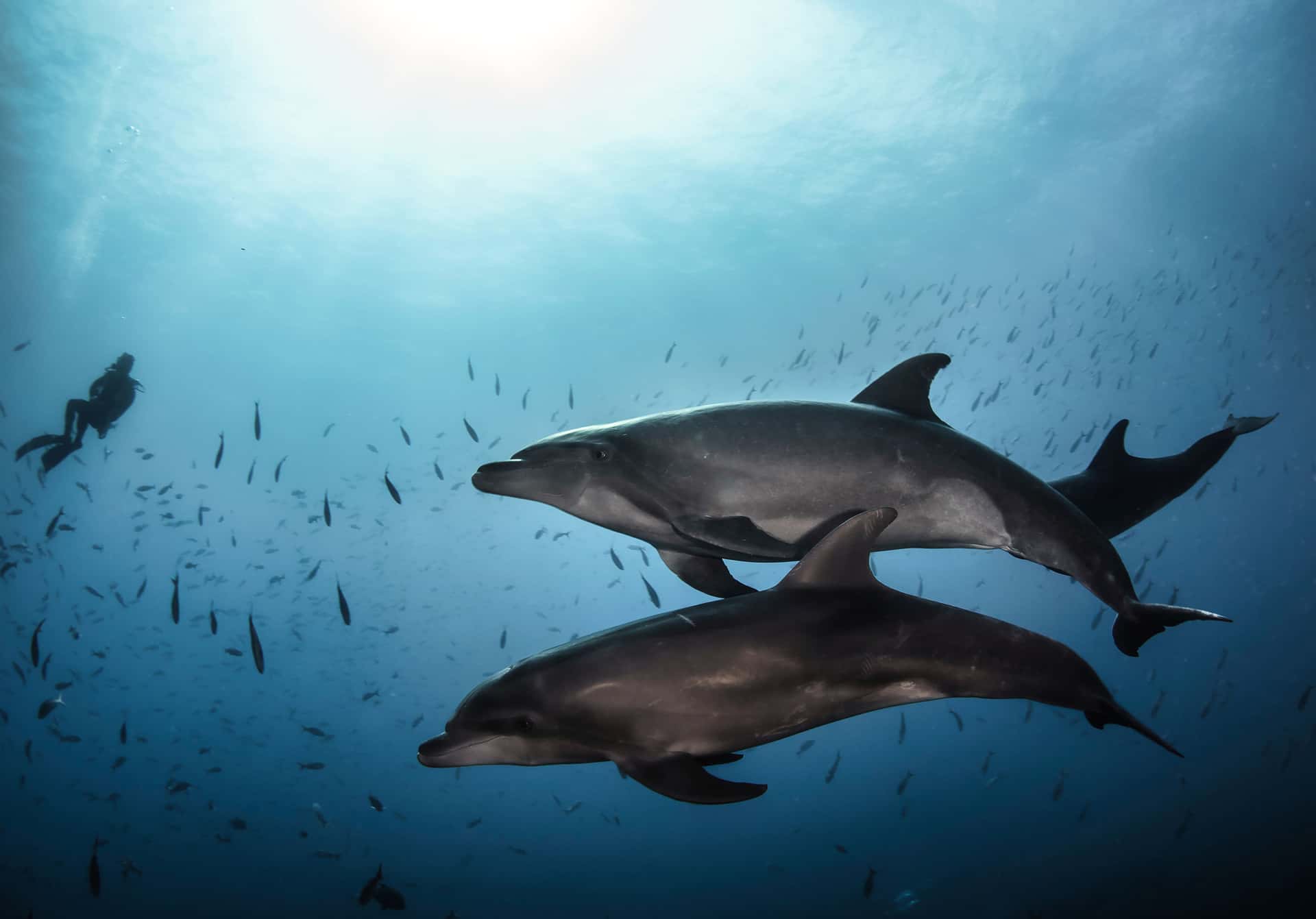 Swim with Dolphins in Australia & New Zealand Summer 2026 Tours