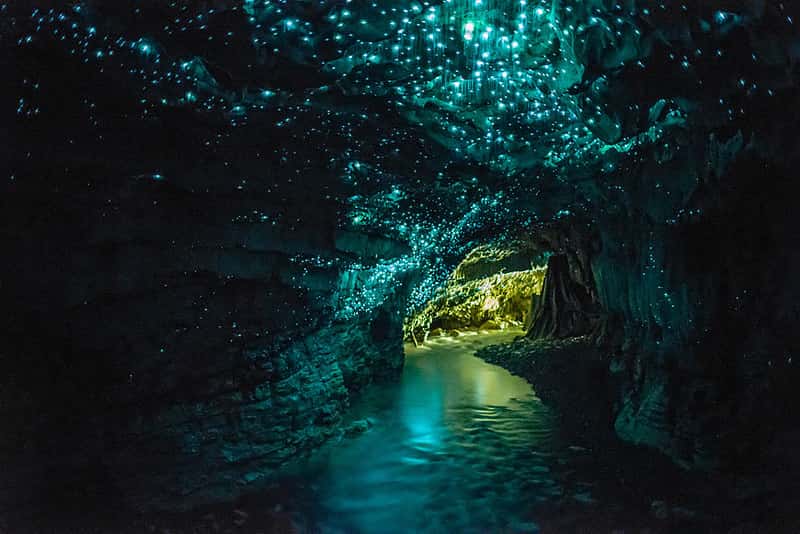 Waitomo Glowworm Caves in Australia & New Zealand Summer 2026 Tours