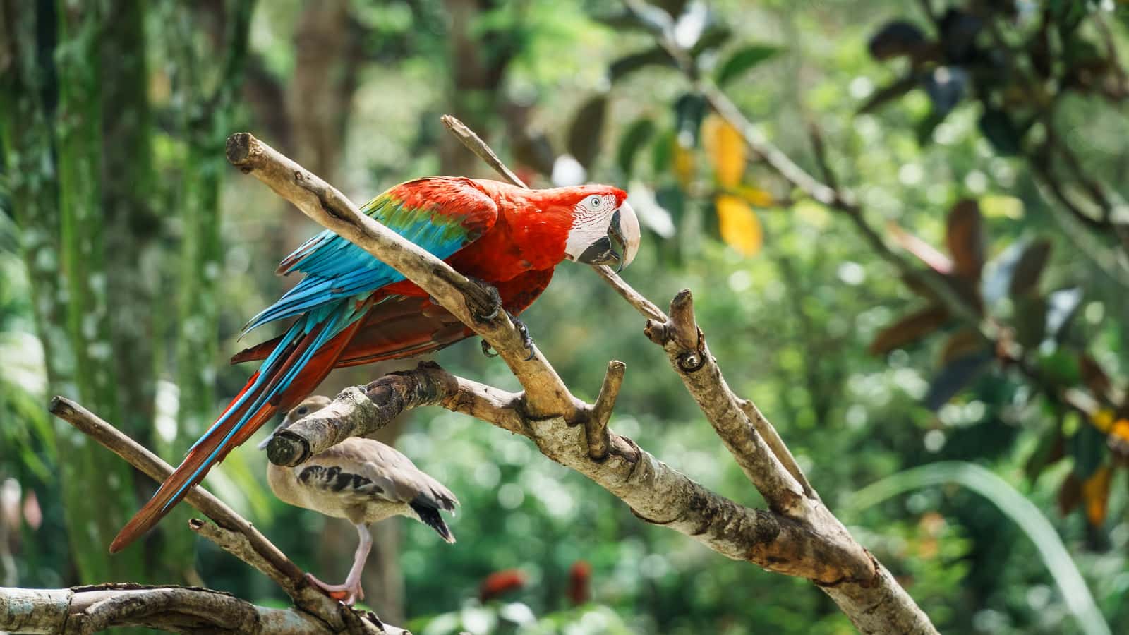Bali Bird Park in Bali