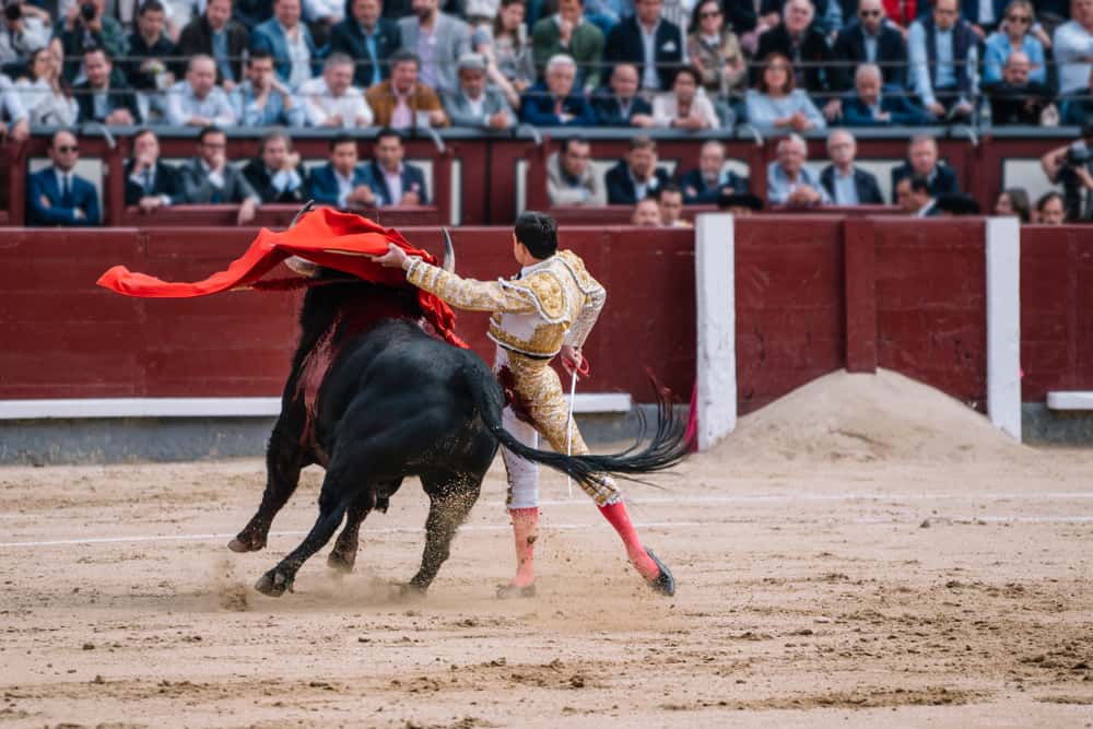 Watch a bullfight in All Of Europe