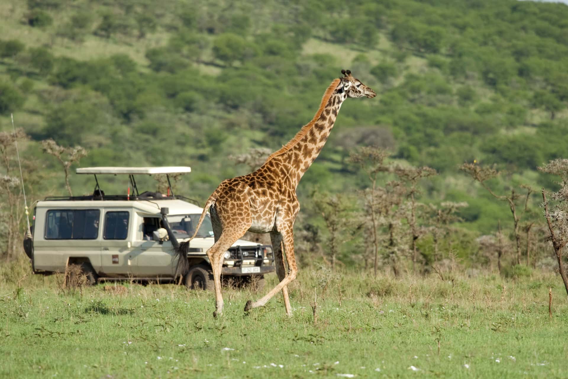 Enjoy Jeep safari at Nairobi National Park in Kenya