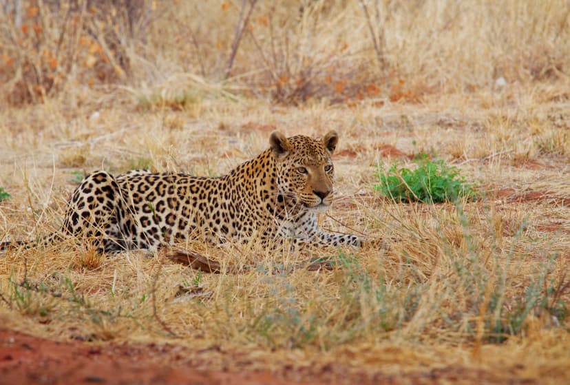 Pilanesberg National Park