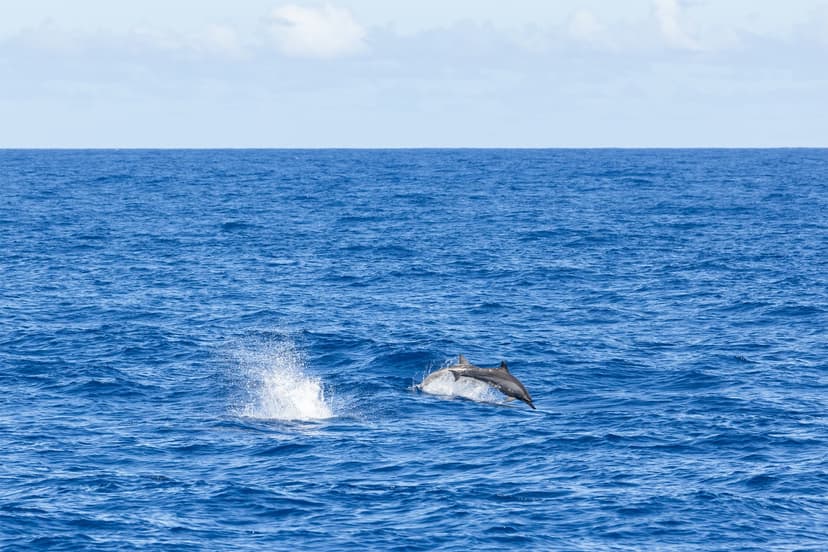 Spot Whales and Dolphins