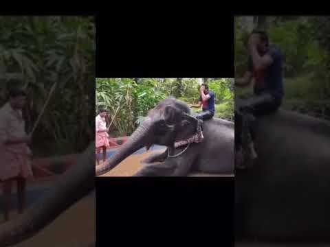 If you’re ever planning to visit Kerala for a holiday, the one thing that has to be a part of your itinerary should be elephant spotting