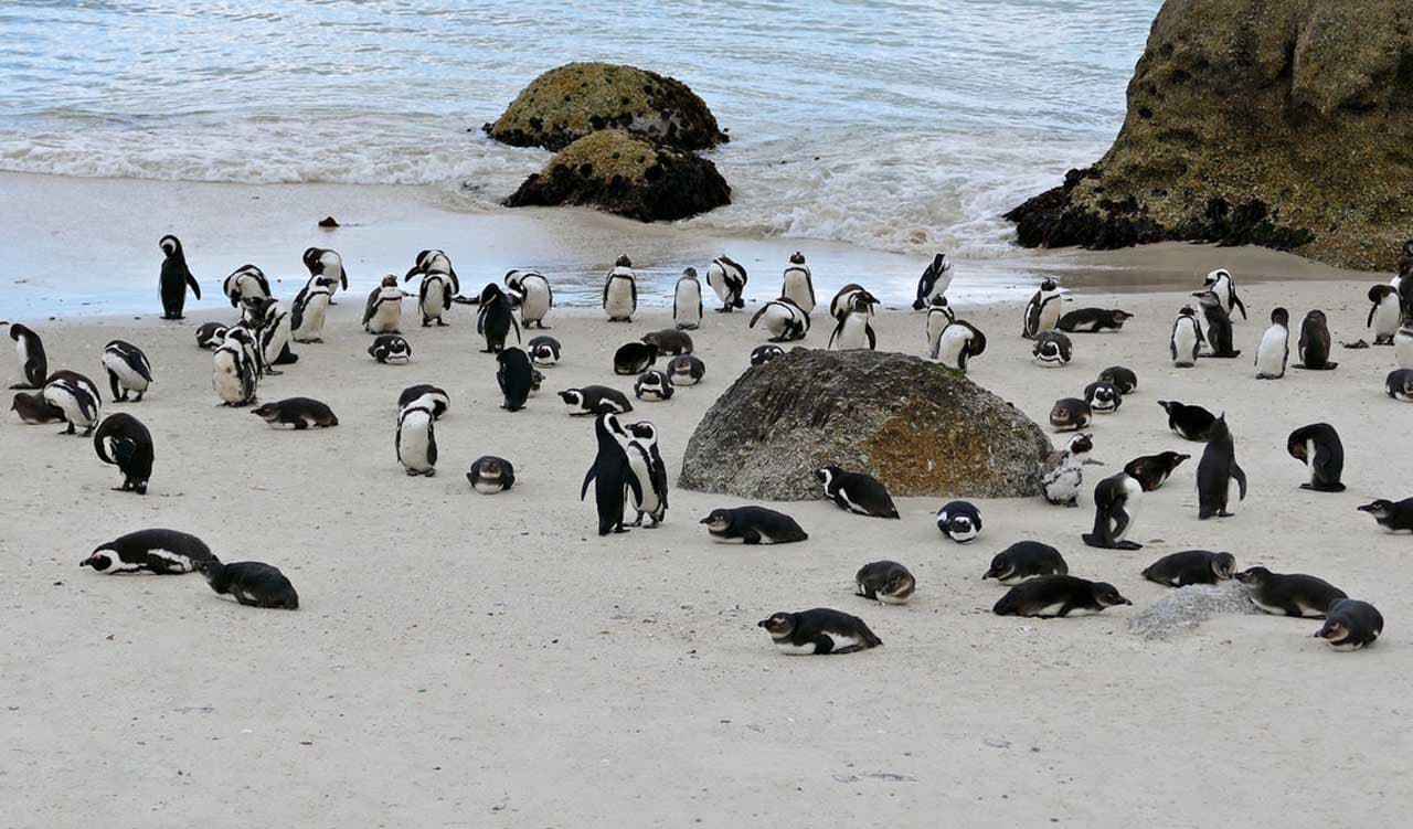Splendid South Africa - Private Tour