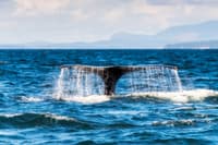 Whale Watching Tour