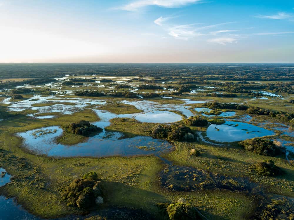 Discover The Vast Tropical Wetlands Of The Pantanal in South America