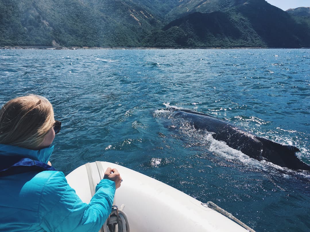 Go whale watching