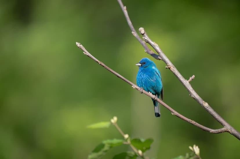 Capture The Indian Blue Robin At Victoria Park
