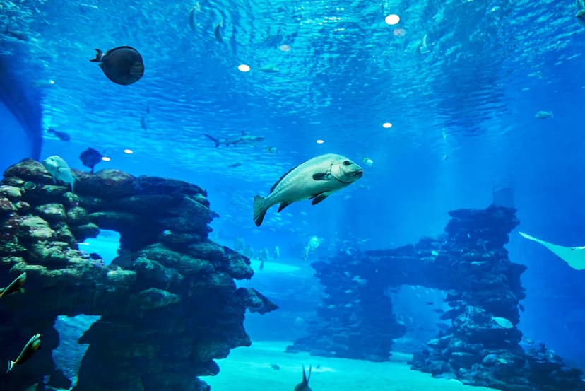 Ocean Kingdom Park