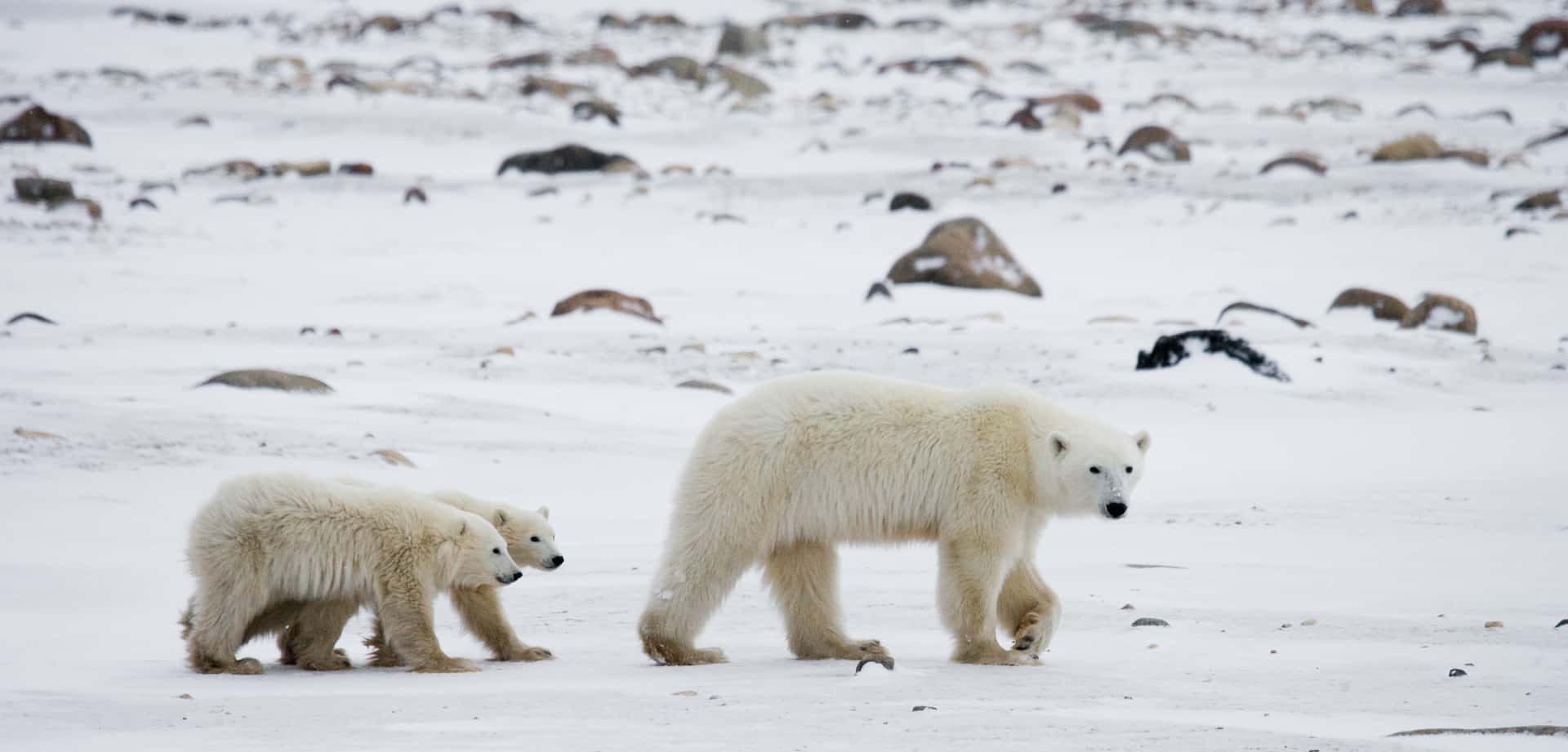 Search For Polar Bears In Churchill in Canada Maharaj Tour