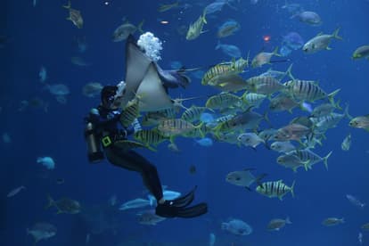 Scuba Dive in Blue Bay Marine Park