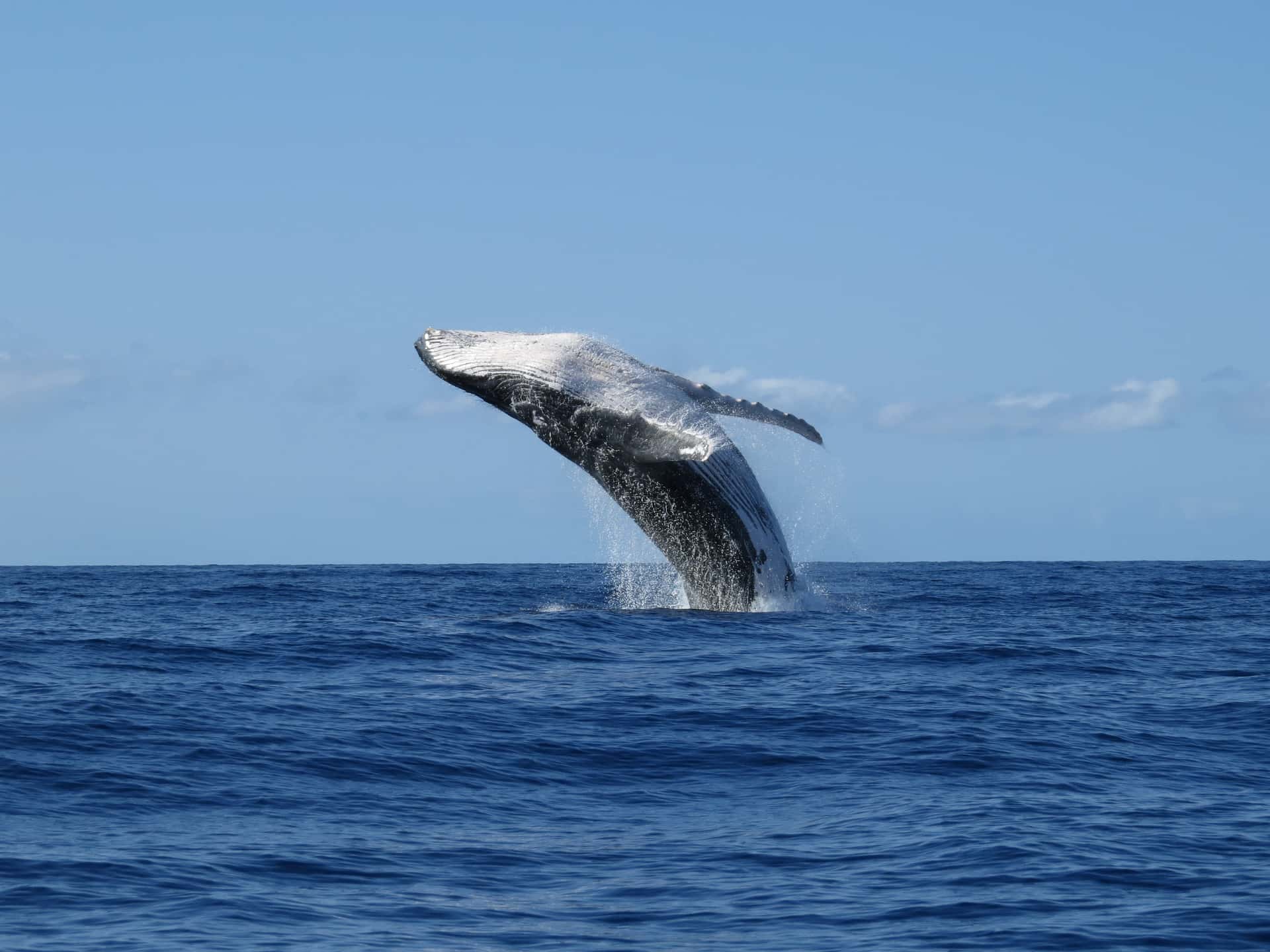 Whale Watching From Vancouver in Canada Maharaj Tour